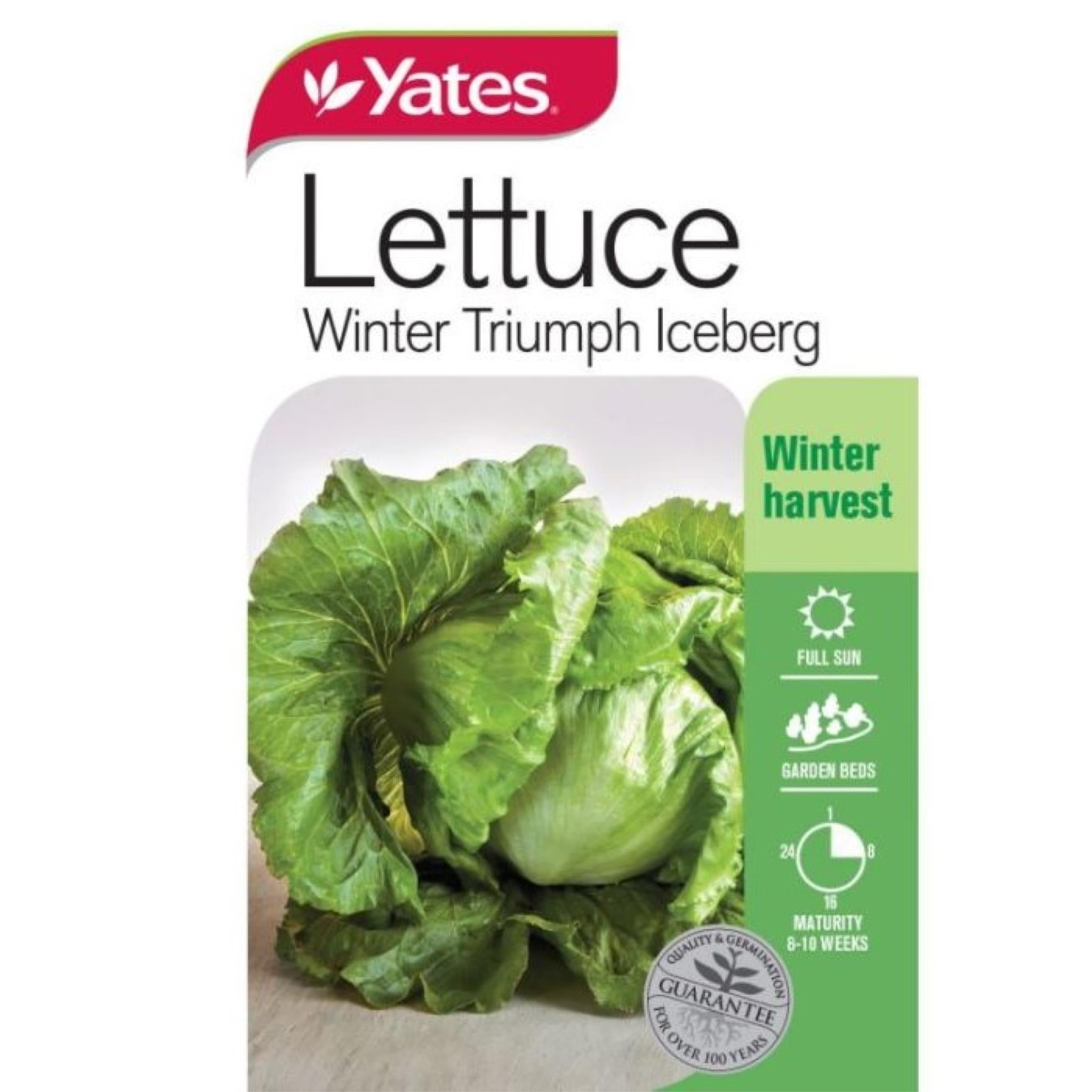 Lettuce Winter Triumph Iceberg
